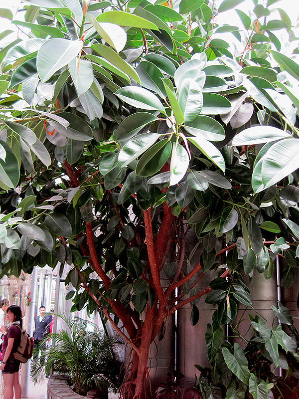 Rubber Tree (Ficus elastica) at Pender Pines Garden Center