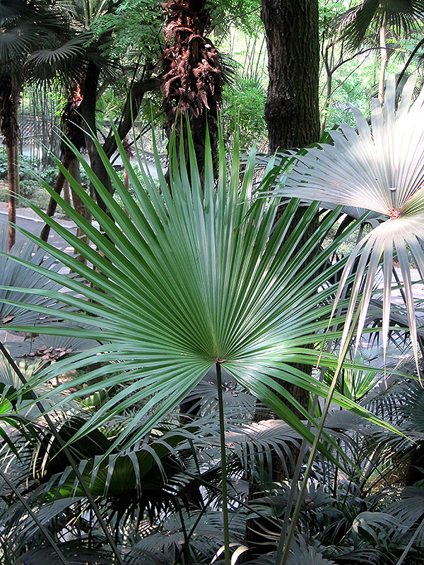 Chinese Fan Palm (Livistona chinensis) at Pender Pines Garden Center