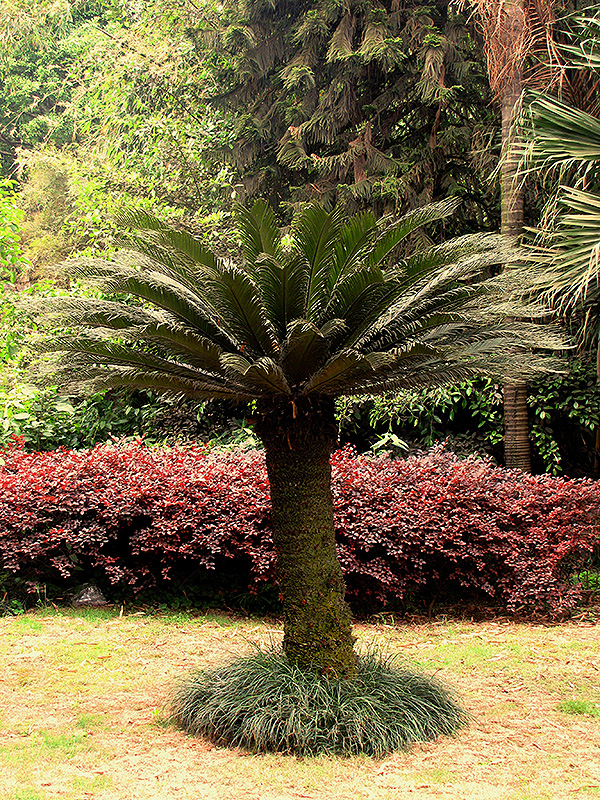 Japanese Sago Palm (Cycas revoluta) at Pender Pines Garden Center