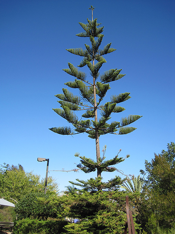 Norfolk Island Pine (Araucaria heterophylla) at Pender Pines Garden Center
