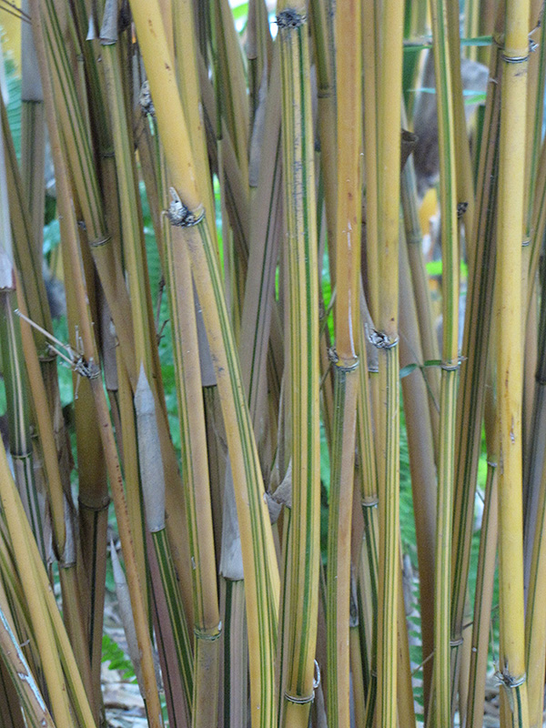 Alphonse Karr Bamboo (Bambusa multiplex 'Alphonse Karr') at Pender Pines Garden Center