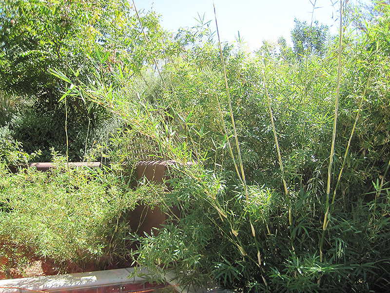 Hedge Bamboo (Bambusa multiplex) at Pender Pines Garden Center