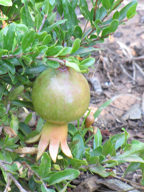 Dwarf Pomegranate (Punica granatum 'Nana') at Pender Pines Garden Center