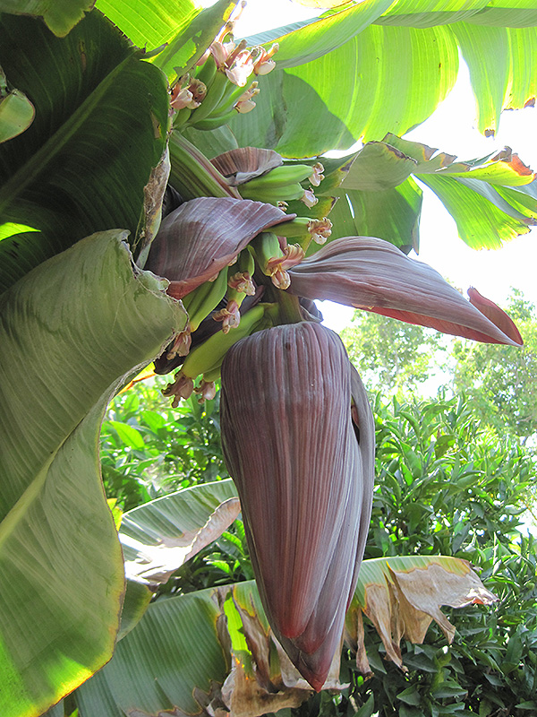Rajapuri Banana (Musa 'Rajapuri') at Pender Pines Garden Center