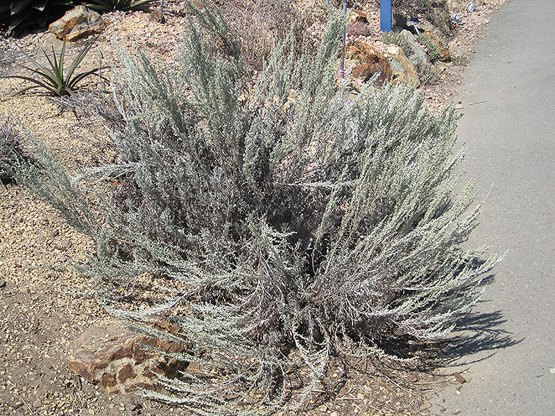 Sage Brush (Artemisia tridentata) at Pender Pines Garden Center