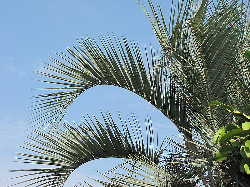 Jelly Palm (Butia capitata) at Pender Pines Garden Center