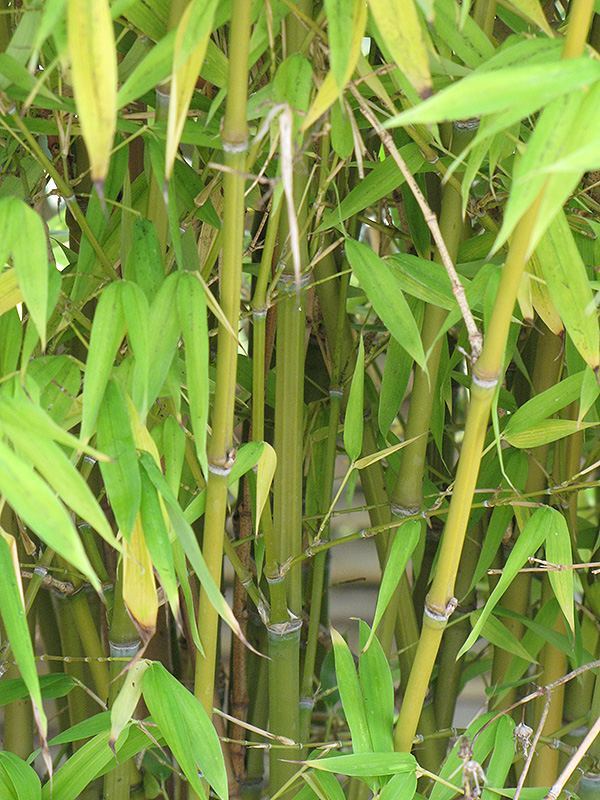 Golden Goddess Bamboo (Bambusa multiplex 'Golden Goddess') at Pender Pines Garden Center