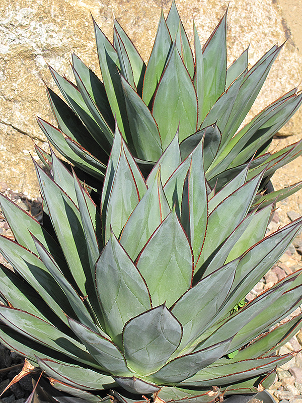 Blue Glow Agave (Agave 'Blue Glow') at Pender Pines Garden Center