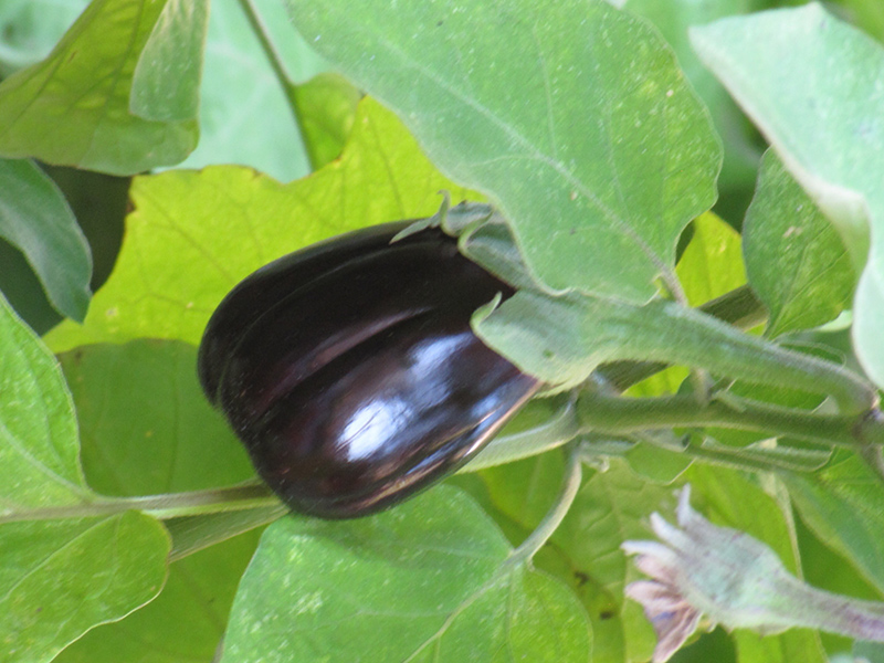 Black Beauty Eggplant (Solanum melongena 'Black Beauty') at Pender Pines Garden Center