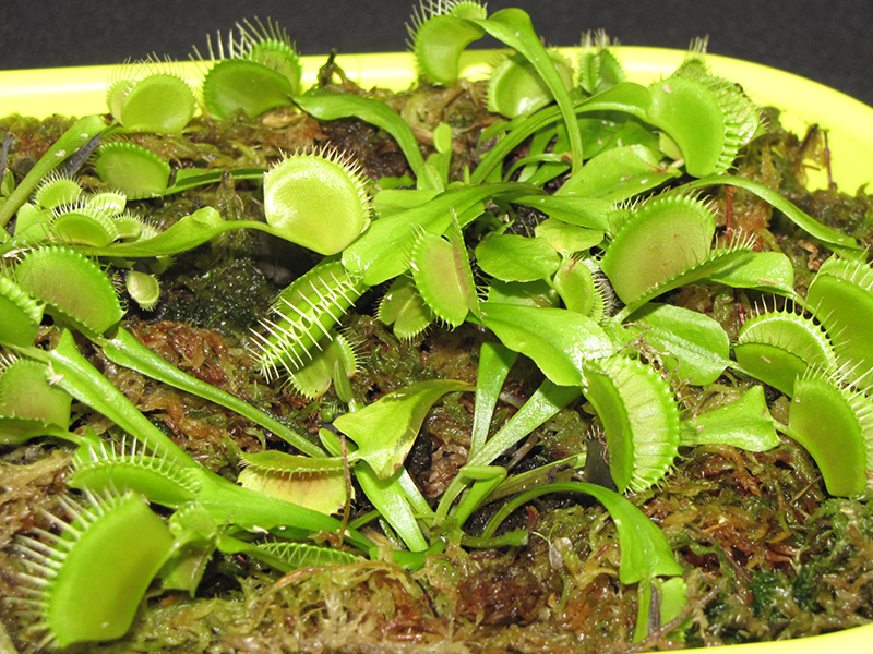 Venus Flytrap (Dionaea muscipula) at Pender Pines Garden Center