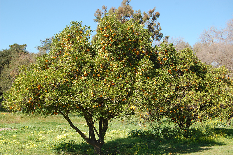 Washington Navel Orange (Citrus sinensis 'Washington Navel') at Pender Pines Garden Center