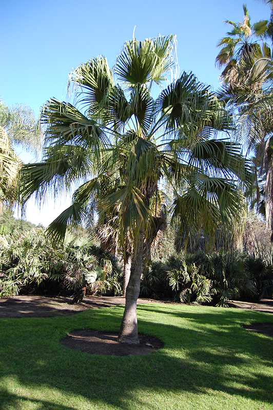 Chinese Fan Palm (Livistona chinensis) at Pender Pines Garden Center