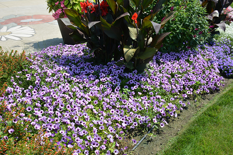 Supertunia Indigo Charm Petunia (Petunia 'Supertunia Indigo Charm') at Pender Pines Garden Center