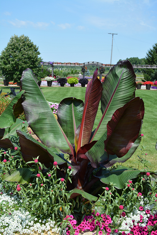Red Banana (Ensete ventricosum 'Maurelii') at Pender Pines Garden Center