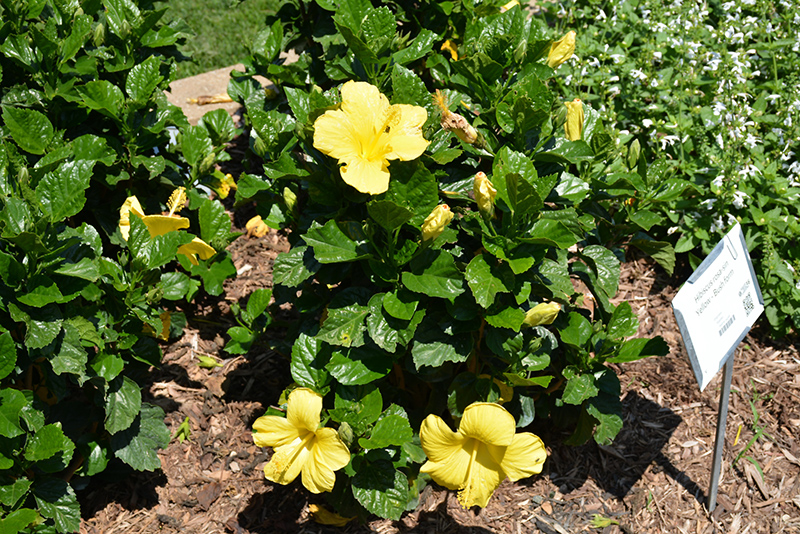 Yellow Hibiscus (Hibiscus rosa-sinensis 'Yellow') at Pender Pines Garden Center