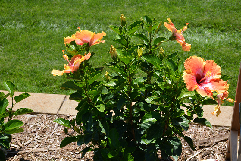 Fiesta Hibiscus (Hibiscus rosa-sinensis 'Fiesta') at Pender Pines Garden Center