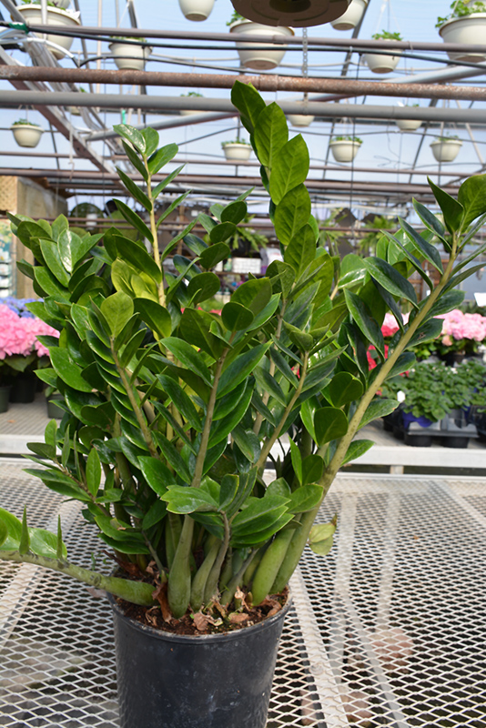 ZZ Plant (Zamioculcas zamiifolia) at Pender Pines Garden Center