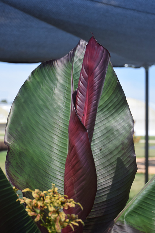 Red Banana (Ensete ventricosum 'Maurelii') at Pender Pines Garden Center