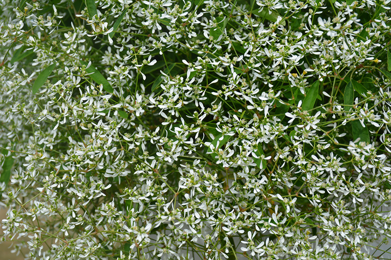 Diamond Frost Euphorbia (Euphorbia 'INNEUPHDIA') at Pender Pines Garden Center