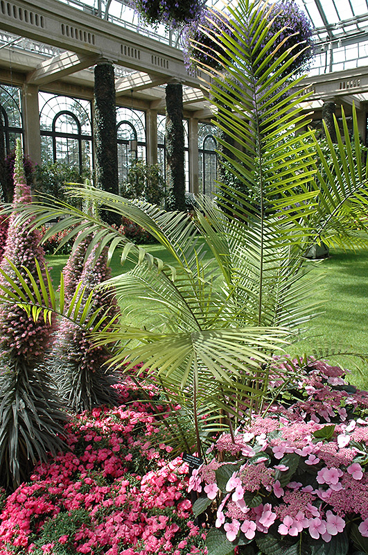Majesty Palm (Ravenea rivularis) at Pender Pines Garden Center