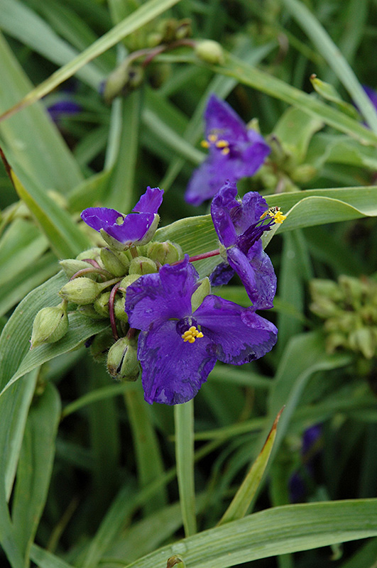 Zwanenburg Blue Spiderwort (Tradescantia x andersoniana 'Zwanenburg Blue') at Pender Pines Garden Center