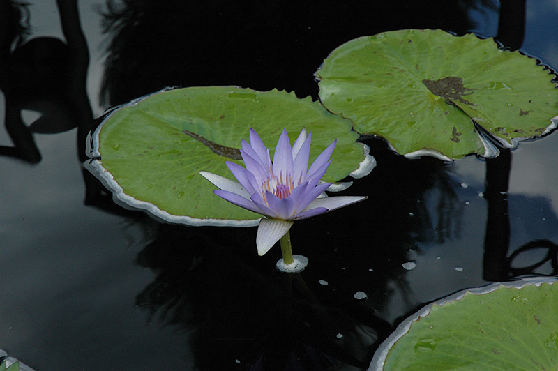 Blue Beauty Tropical Water Lily (Nymphaea 'Blue Beauty') at Pender Pines Garden Center