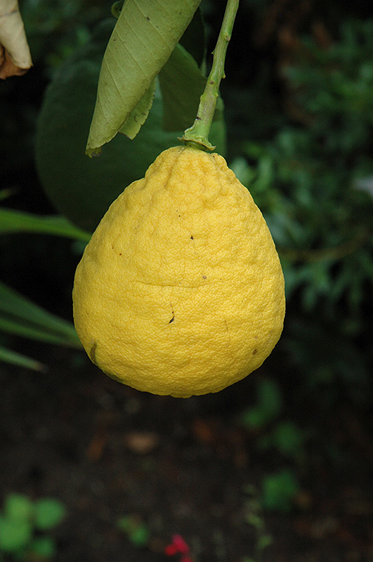 Ponderosa Lemon (Citrus 'Ponderosa') at Pender Pines Garden Center