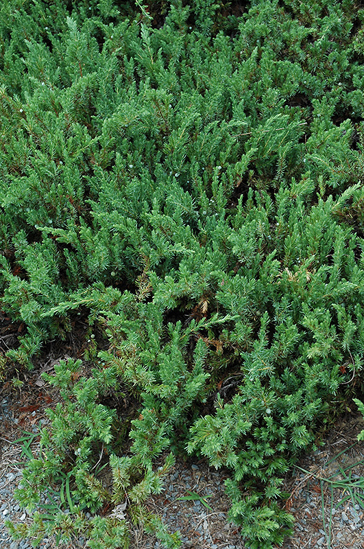 Shore Juniper (Juniperus conferta) at Pender Pines Garden Center