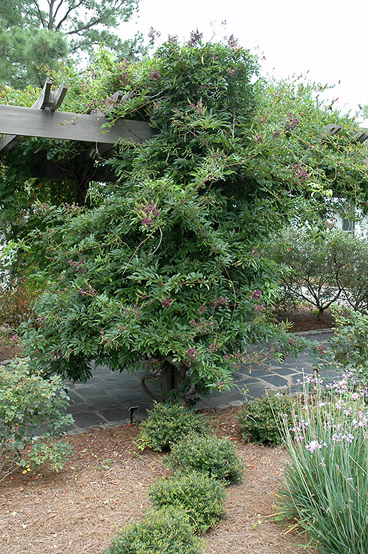 Chinese Evergreen Wisteria (Millettia taiwanensis) at Pender Pines Garden Center