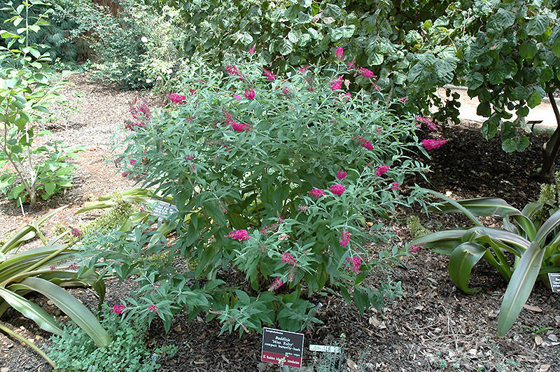 Miss Ruby Butterfly Bush (Buddleia davidii 'Miss Ruby') at Pender Pines Garden Center