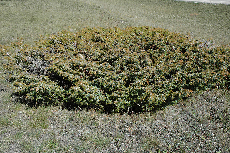 Common Juniper (Juniperus communis) at Pender Pines Garden Center
