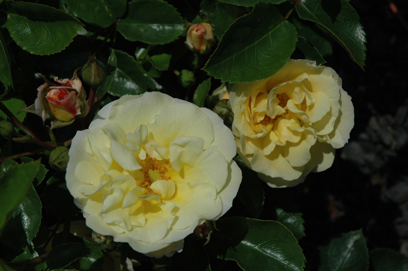 Popcorn Drift Rose (Rosa 'Novarospop') at Pender Pines Garden Center
