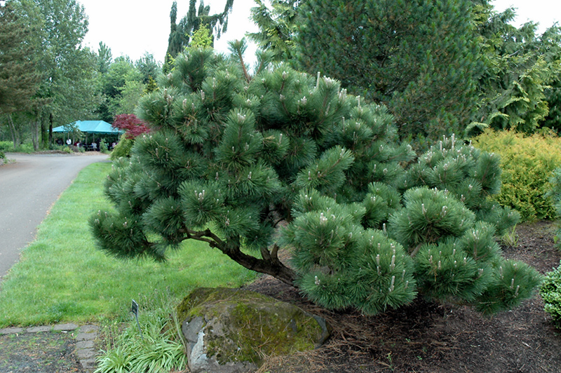 Thunderhead Japanese Black Pine (Pinus thunbergii 'Thunderhead') at Pender Pines Garden Center