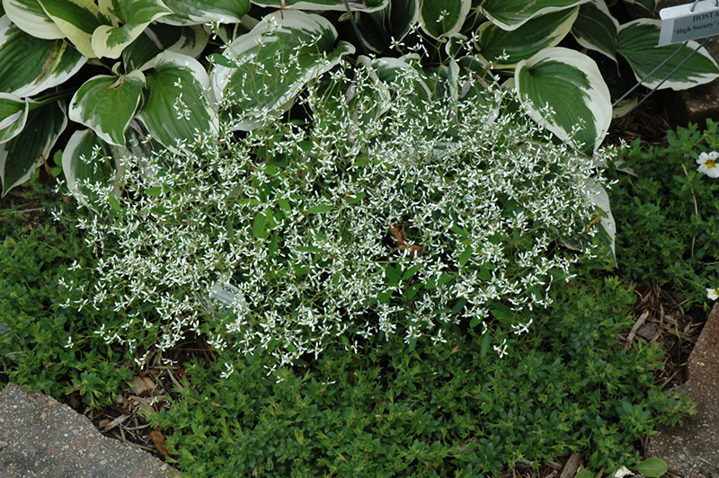 Diamond Frost Euphorbia (Euphorbia 'INNEUPHDIA') at Pender Pines Garden Center