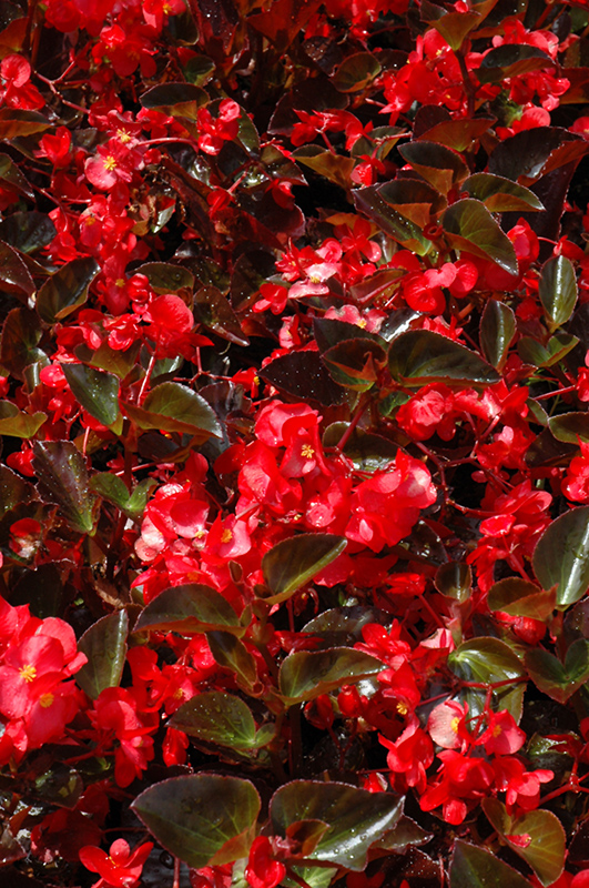 Big® Red Bronze Leaf Begonia (Begonia 'Big Red Bronze Leaf