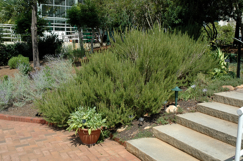 Rosemary (Rosmarinus officinalis) at Pender Pines Garden Center