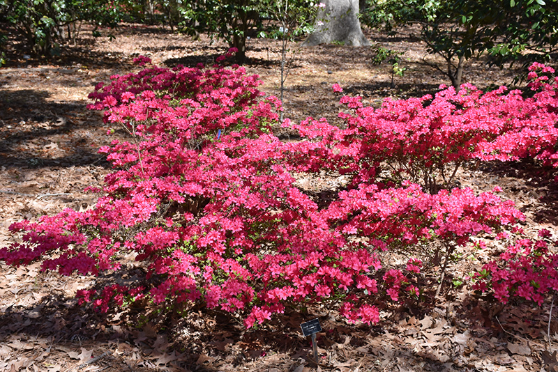 Hinode-giri Azalea (Rhododendron 'Hinode-giri') at Pender Pines Garden Center