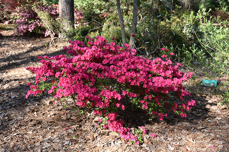 Girard's Fuchsia Evergreen Azalea (Rhododendron 'Girard's Fuchsia') at Pender Pines Garden Center