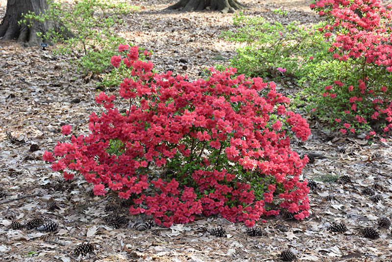 Girard's Crimson Azalea (Rhododendron 'Girard's Crimson') at Pender Pines Garden Center