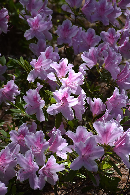 George Lindley Taber Azalea (Rhododendron 'George Lindley Taber') at Pender Pines Garden Center