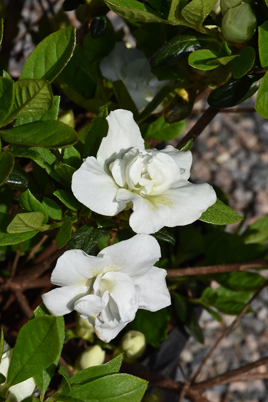 Hardy Gardenia Azalea (Rhododendron 'Hardy Gardenia') at Pender Pines Garden Center