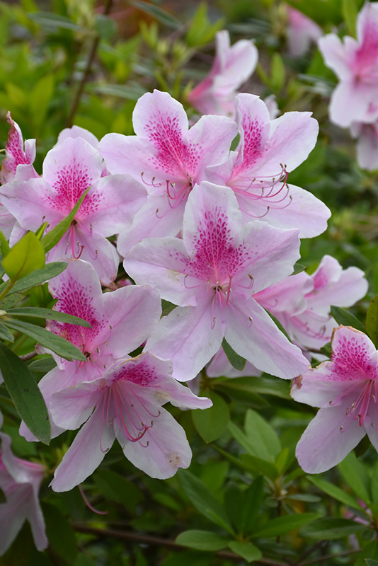 George Lindley Taber Azalea (Rhododendron 'George Lindley Taber') at Pender Pines Garden Center