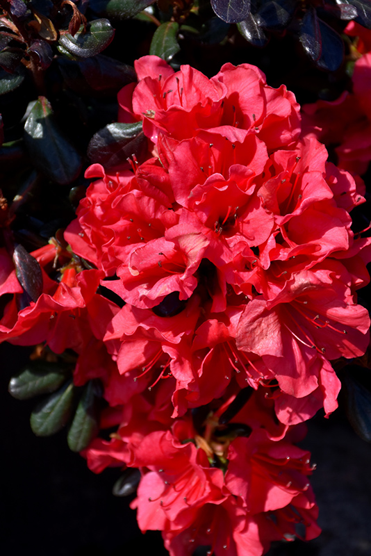 Johanna Azalea (Rhododendron 'Johanna') at Pender Pines Garden Center