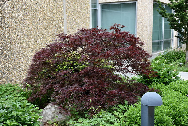 Red Dragon Japanese Maple (Acer palmatum 'Red Dragon') at Pender Pines Garden Center