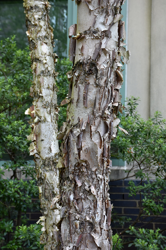 Dura Heat River Birch (Betula nigra 'Dura Heat') at Pender Pines Garden Center
