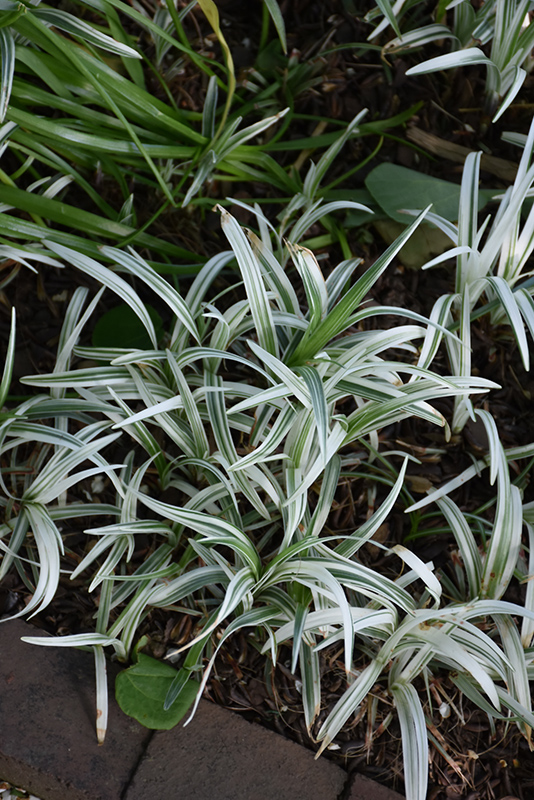 Silver Dragon Lily Turf (Liriope spicata 'Gin Ryu') at Pender Pines Garden Center