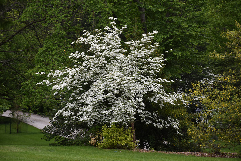 Aurora Flowering Dogwood (Cornus 'Rutban') at Pender Pines Garden Center