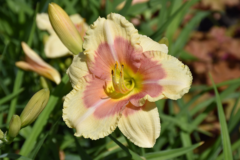 Happy Ever Appster When My Sweetheart Returns Daylily (Hemerocallis 'When My Sweetheart Returns') at Pender Pines Garden Center
