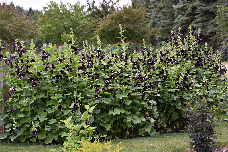 Black Hollyhock (Alcea rosea 'Nigra') at Pender Pines Garden Center