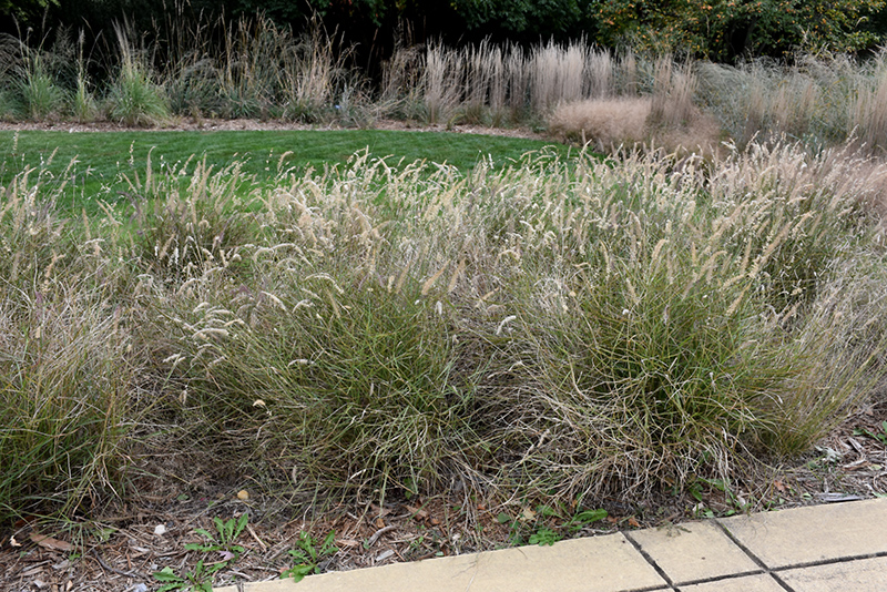 Karley Rose Oriental Fountain Grass (Pennisetum orientale 'Karley Rose') at Pender Pines Garden Center